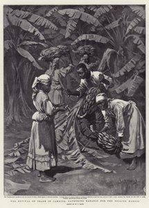 De Heropleving van de Handel in Jamaica, het Verzamelen van Bananen voor de Engelse Markt door William T. Maud